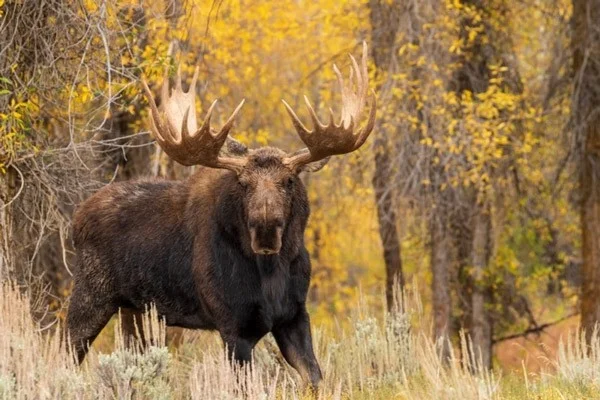 The tallest land animals in the world