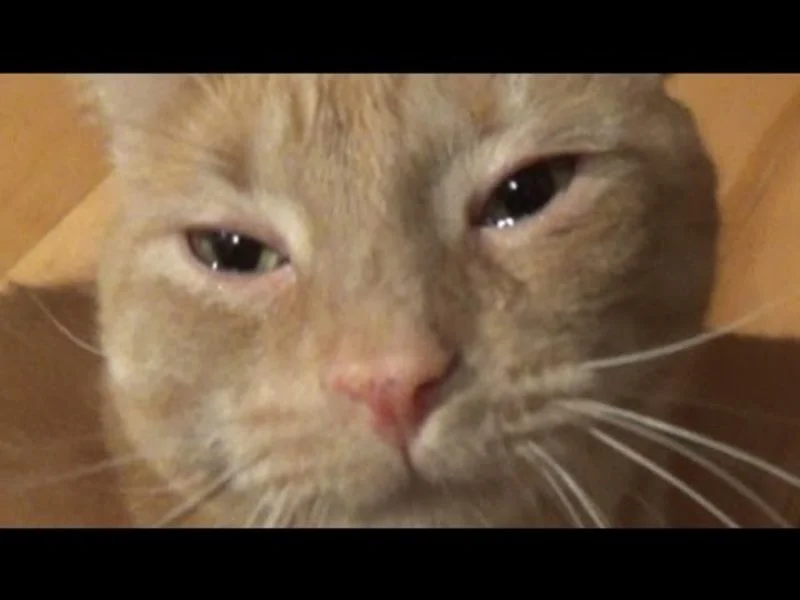 Meme van een huilende kat, grappige foto's van een huilende kat