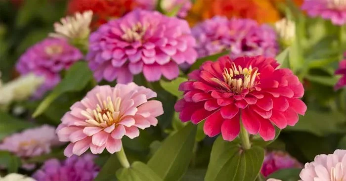 نباتات سريعة الإزهار تجعل حديقتك جميلة ورائعة