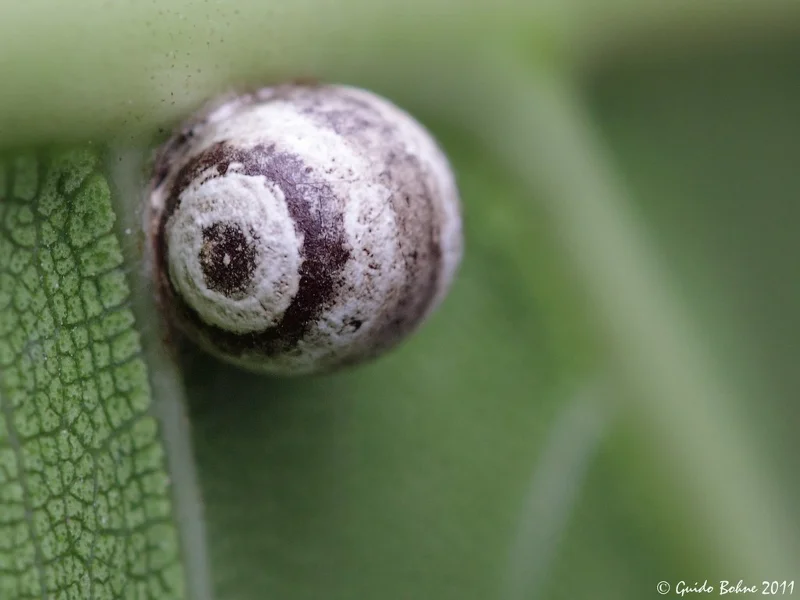 Sarang telur yang paling unik dan cantik di dunia serangga