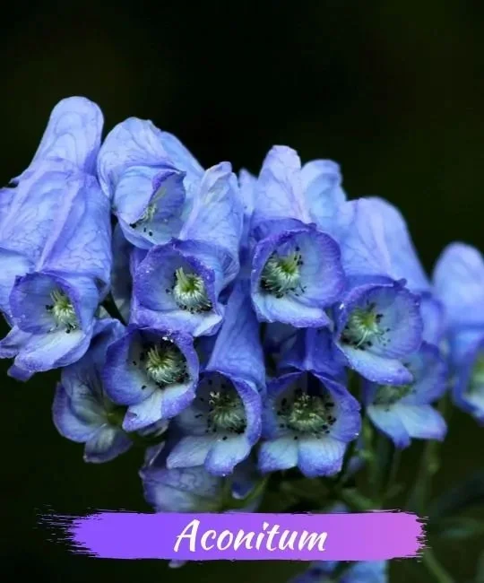 Schöne Pflanzen und Blumen enthalten tödliches Gift
