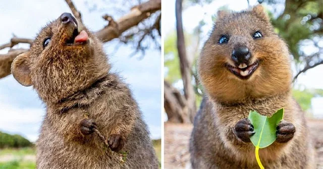 Het schokkende geheim van de quokka, het gelukkigste dier ter wereld