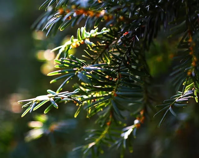Extreem giftige planten die de dood kunnen veroorzaken en waar we van weg moeten blijven