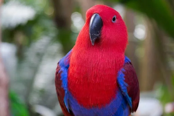 Los pájaros parlantes más inteligentes del mundo