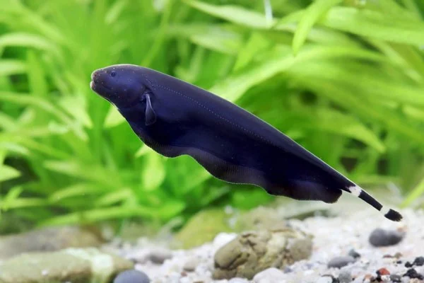 De meest unieke zoetwateraquariumvissen ter wereld