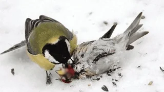 De meest brutale vogel ter wereld is gespecialiseerd in het eten van de hersenen van zijn prooi om te overleven