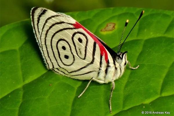 Las mariposas más hermosas del mundo.