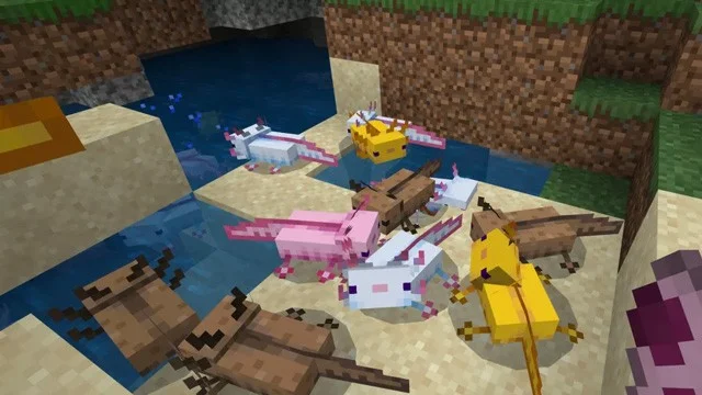 Axolotl Minecraft nasıl yetiştirilir, Minecraft Salamander nasıl evcilleştirilir