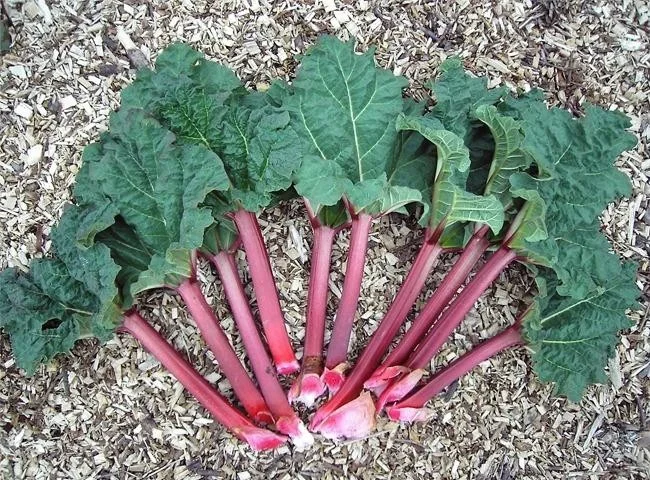 Extreem giftige planten die de dood kunnen veroorzaken en waar we van weg moeten blijven