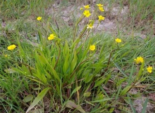 Extreem giftige planten die de dood kunnen veroorzaken en waar we van weg moeten blijven
