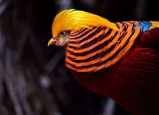Las aves más extrañas, algunas parecen viajar a la Tierra desde otro mundo