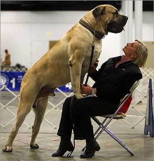 Las razas de perros con mayor fuerza de mordida son extremadamente peligrosas