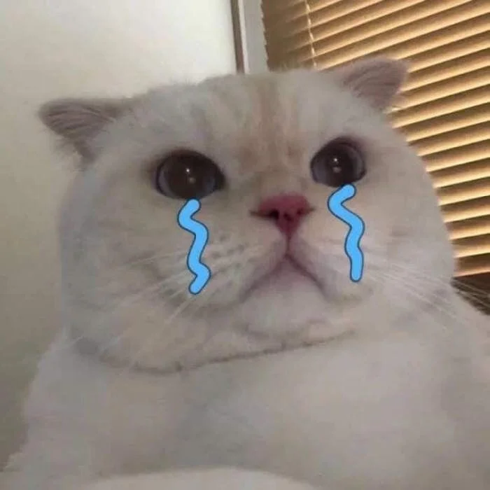 Meme van een huilende kat, grappige foto's van een huilende kat