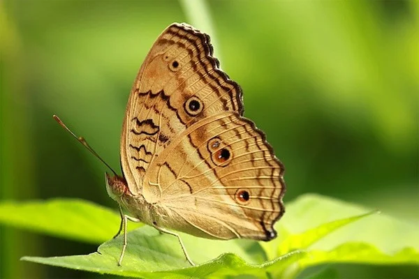 Las mariposas más hermosas del mundo.