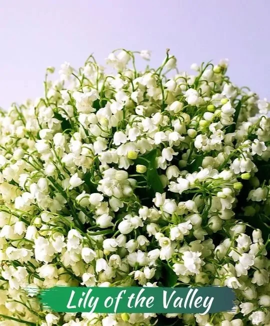 Schöne Pflanzen und Blumen enthalten tödliches Gift