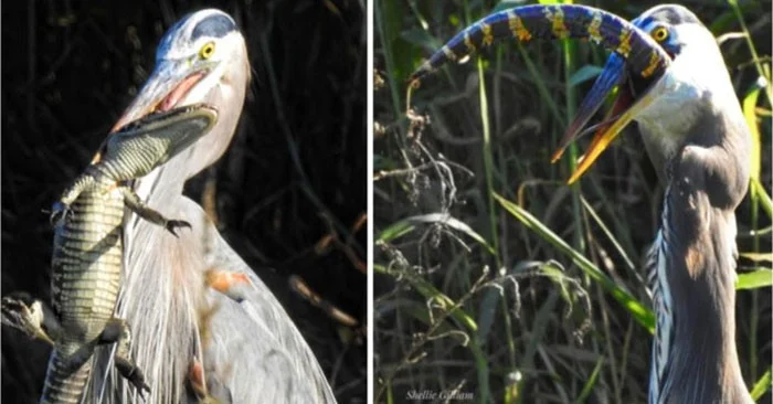 3 vogelsoorten hebben een voorkeur voor het eten van krokodillen