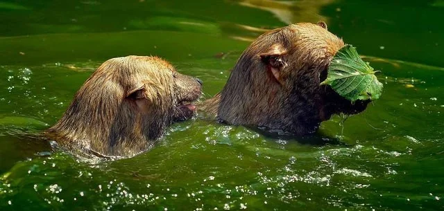 Anjing pelik dengan muka beruang, gigi kucing, mulut musang