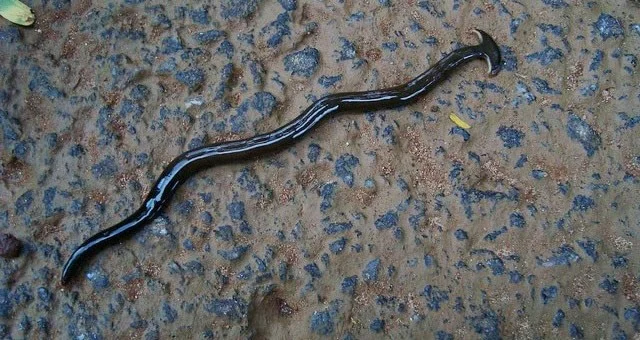 Una extraña criatura hace crecer su propia cabeza y convierte a su presa en agua.