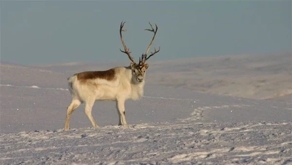 Los 4 animales más extraños que se vuelven blancos en invierno