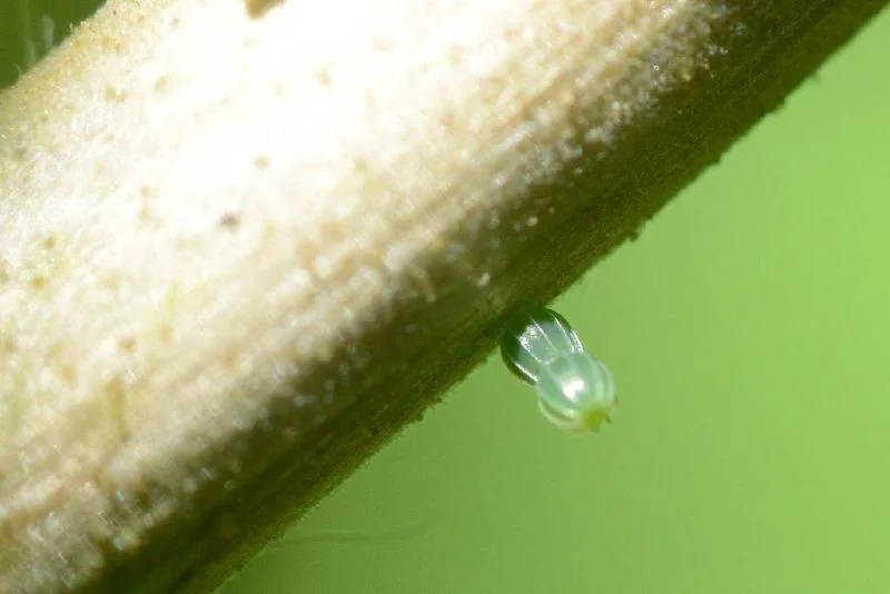 Sarang telur yang paling unik dan cantik di dunia serangga