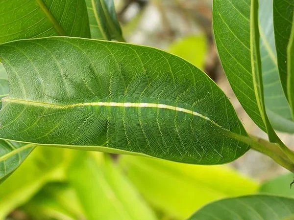 13 dieren met super camouflagevermogen, bijna onzichtbaar in de natuurlijke omgeving
