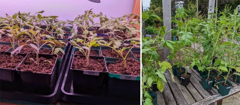 Cómo limpiar lavadoras de carga frontal y de carga superior para mantenerlas con un olor fresco