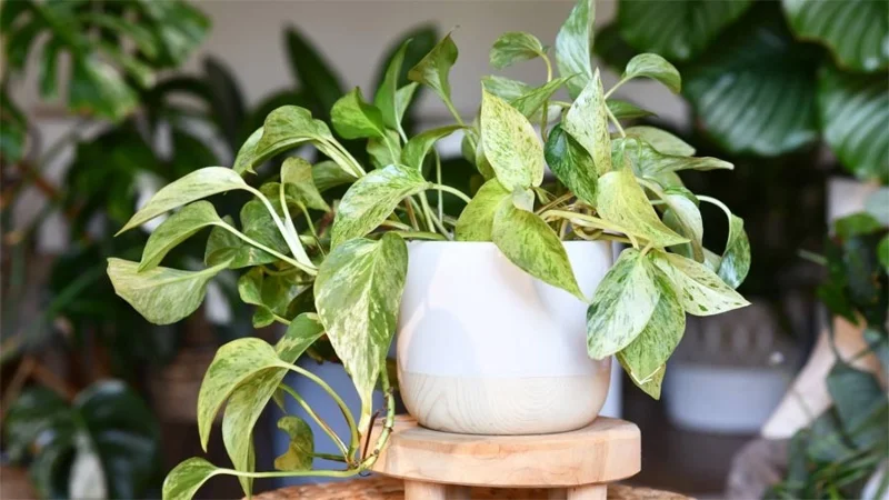 Las mejores plantas de interior para principiantes
