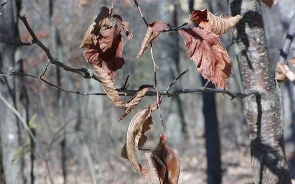 13 dieren met super camouflagevermogen, bijna onzichtbaar in de natuurlijke omgeving