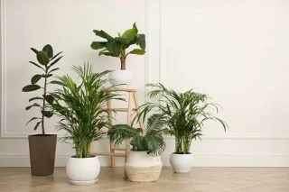 Consejos para diseñar plantas de interior para hacer tu espacio vital más hermoso