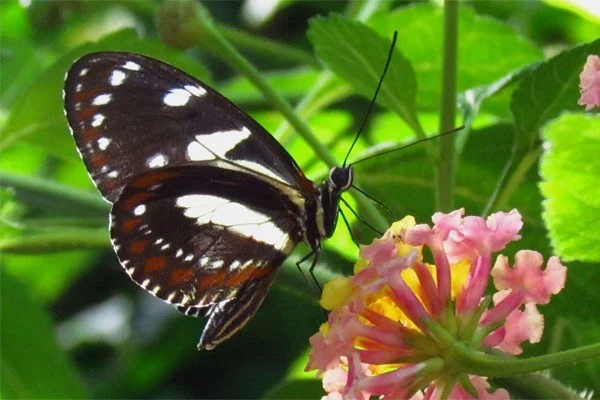 Las mariposas más hermosas del mundo.