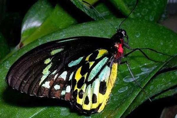 Las mariposas más hermosas del mundo.