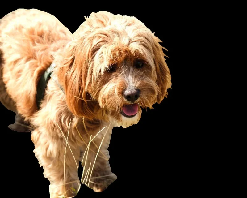 Bagaimana untuk mematikan aplikasi latar belakang pada Windows