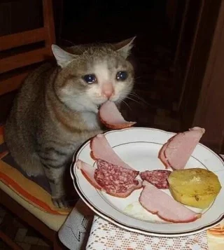 Meme van een huilende kat, grappige foto's van een huilende kat