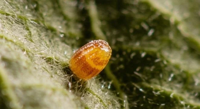 Sarang telur yang paling unik dan cantik di dunia serangga