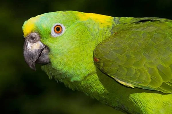 Los pájaros parlantes más inteligentes del mundo