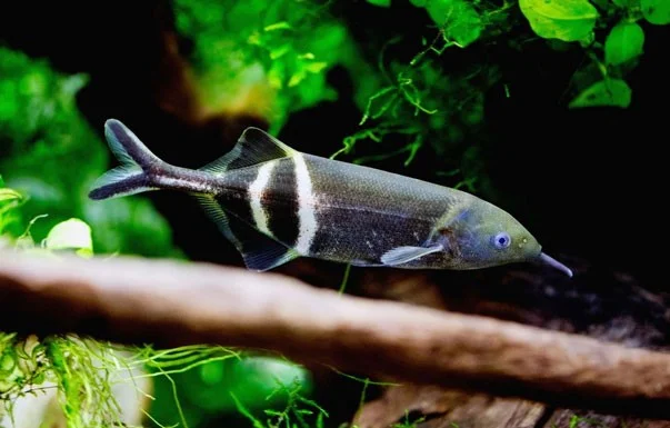 De meest unieke zoetwateraquariumvissen ter wereld