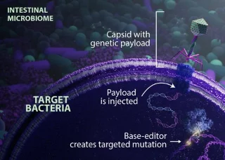 Se han editado con éxito genes de bacterias intestinales en ratones vivos