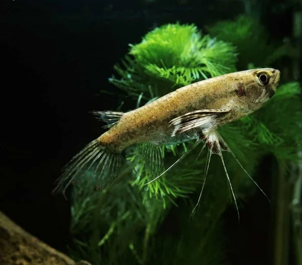 De meest unieke zoetwateraquariumvissen ter wereld