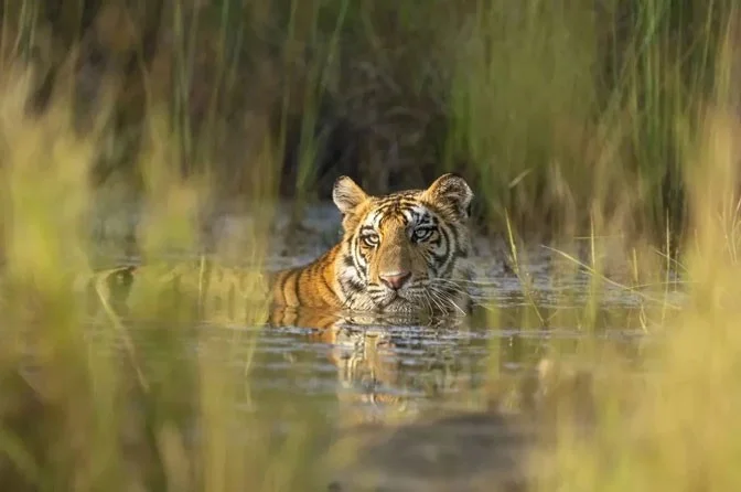 Dünyayı şaşırtan kaplan fotoğrafları