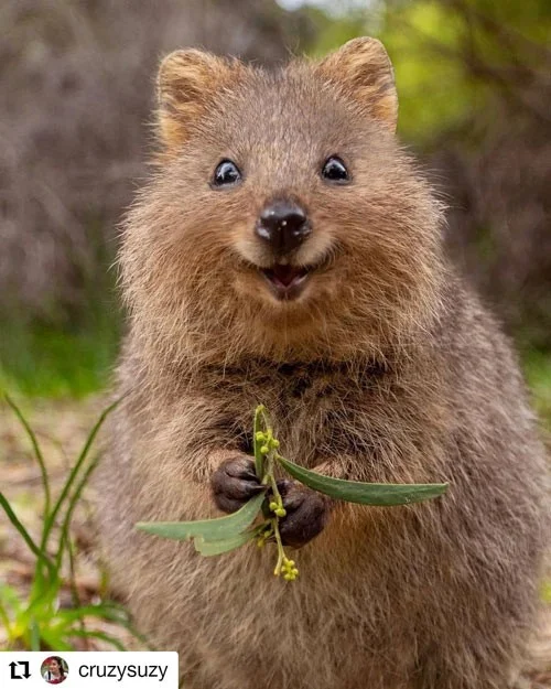 Het schokkende geheim van de quokka, het gelukkigste dier ter wereld