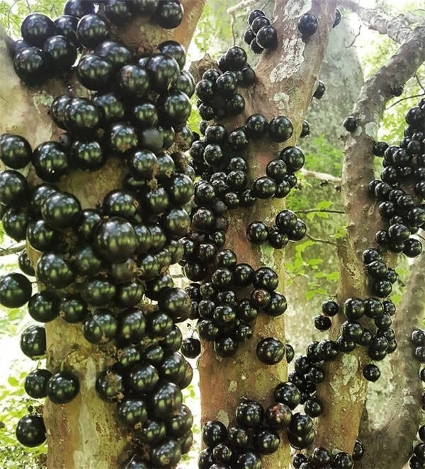 Lijst van fruitsoorten die tot de zeldzaamste en lekkerste ter wereld zijn verkozen