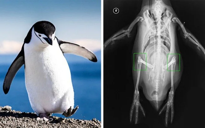 ¿Interesante serie de fotografías que te ayudará a comprender cómo funciona el mundo que nos rodea?