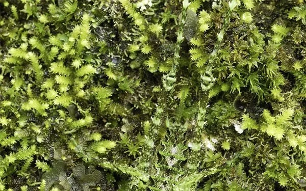 13 dieren met super camouflagevermogen, bijna onzichtbaar in de natuurlijke omgeving