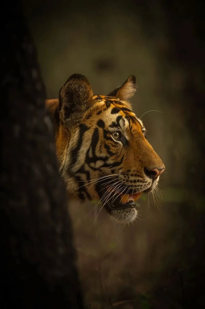 Dünyayı şaşırtan kaplan fotoğrafları