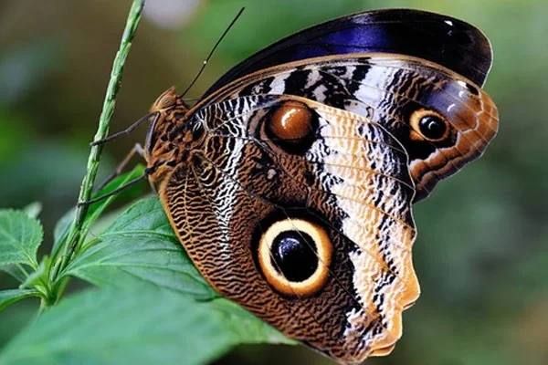 Las mariposas más hermosas del mundo.