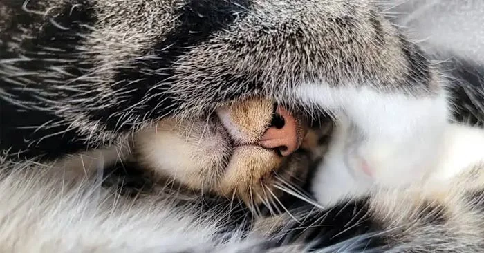 Mengapa kucing menutup muka mereka ketika mereka tidur?