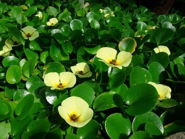 De mooiste waterbloemen ter wereld