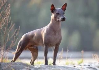De 8 vreemdste hondenrassen ter wereld: kunnen in bomen klimmen, hebben 6 tenen en hebben kuifjes