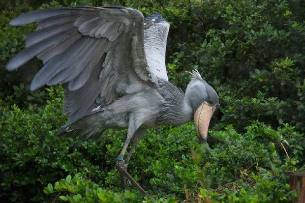 Schoenbekooievaar - de meest woeste vogel ter wereld, eet zelfs krokodillen