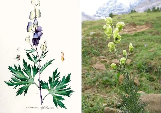Extreem giftige planten die de dood kunnen veroorzaken en waar we van weg moeten blijven